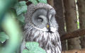 Strix nebulosa -  2. Fund