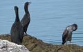 <a href='picture.php?/7346/category/2493'>Phalacrocorax aristotelis - 1. Fund</a> Phalacrocorax aristotelis - 1. Fund