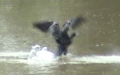 Phalacrocorax carbo -  2. Fund