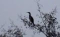 Phalacrocorax carbo -  4. Fund