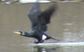 Phalacrocorax carbo -  5. Fund