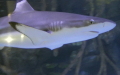 Gattung Carcharhinus (Blainville, 1816)