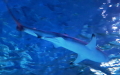 Carcharhinus melanopterus -  3. Fund