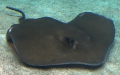 Ordnung Myliobatiformes (Compagno, 1973)