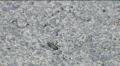 Cicindela campestris -  1. Fund