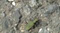 Cicindela campestris -  2. Fund