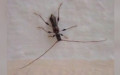 Familie Cerambycidae (Latreille, 1802)