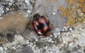 Adalia decempunctata -  6. Fund
