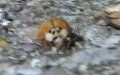 Adalia decempunctata -  7. Fund