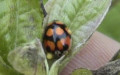 Adalia decempunctata -  8. Fund