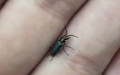 Familie Melyridae (Leach, 1815)