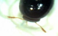 Familie Phalacridae (Leach, 1815)