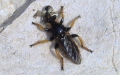 Familie Asilidae (Latreille, 1802)
