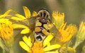 Familie Syrphidae (Latreille, 1802)