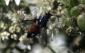Familie Tachinidae (Robineau-Desvoidy, 1830)