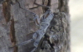 Unterordnung Cicadomorpha (Evans, 1946)
