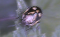 Unterordnung Heteroptera (Latreille, 1810)