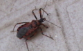 Unterordnung Heteroptera (Latreille, 1810)