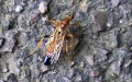 Familie Ichneumonidae (Haliday, 1838)