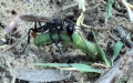 Familie Sphecidae (Latreille, 1802)