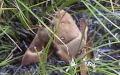 Familie Lasiocampidae (Harris, 1841)