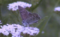 Lycaena tityrus -  2. Fund (Männchen)