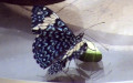 Familie Nymphalidae (Rafinesque, 1815)