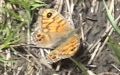 Familie Nymphalidae (Rafinesque, 1815)