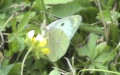 Colias hyale -  1. Fund