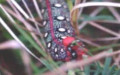 Familie Sphingidae (Latreille, 1802)