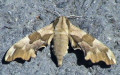 Familie Sphingidae (Latreille, 1802)