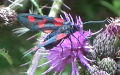 Zygaena lonicerae -  1. Fund