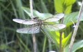 Familie Corduliidae (Kirby, 1890)