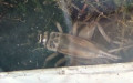 Acheta domesticus -  1. Fund