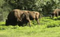 Familie Bovidae (Gray, 1821)