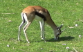 Ordnung Artiodactyla (Scopoli, 1786)
