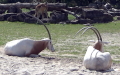 Gattung Oryx (Blainville, 1816)