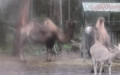 Familie Camelidae (Gray, 1821)