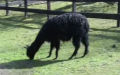 Ordnung Artiodactyla (Scopoli, 1786)