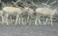 Familie Cervidae (Goldfuss, 1820)