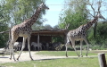 Giraffa camelopardalis rothschildi -  1. Fund