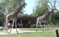 Familie Giraffidae (Gray, 1821)