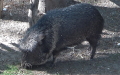 Familie Tayassuidae (Palmer, 1897)