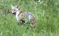 Familie Canidae (Fischer de Waldheim, 1817)