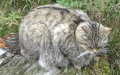 Felis silvestris silvestris (Schreber, 1777)