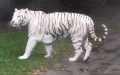 Familie Felidae (Fischer, 1817)