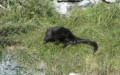 Familie Mustelidae (Fischer, 1817)