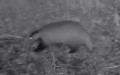 Familie Mustelidae (Fischer, 1817)