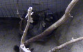 Ordnung Diprotodontia (Owen 1866)