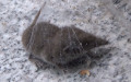Familie Soricidae (Fischer, 1814)